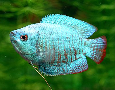 gourami cobalt