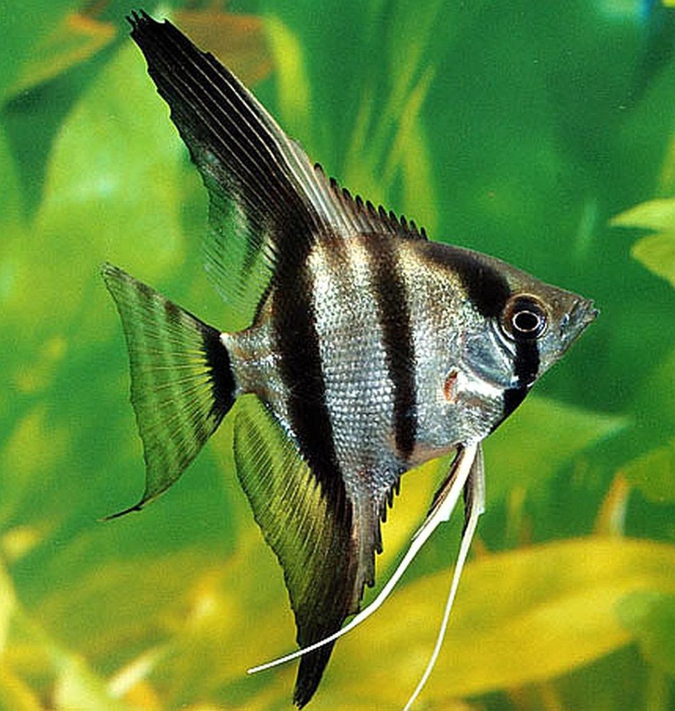 pets at home angelfish