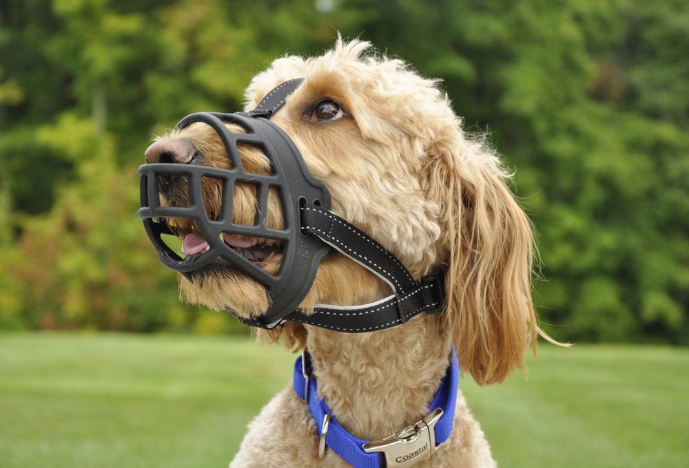 Muzzles